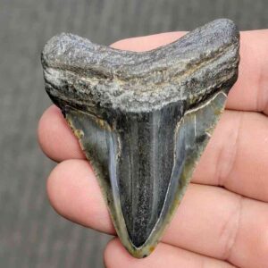Fossil Polished Megalodon Shark Tooth - STPOL2.5-28