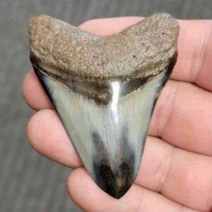 Fossil Polished Megalodon Shark Tooth - STPOL2.5-33