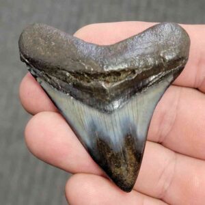 Fossil Polished Megalodon Shark Tooth - STPOL2.5-36