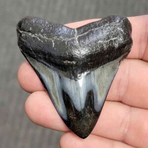Fossil Polished Megalodon Shark Tooth - STPOL2.5-38