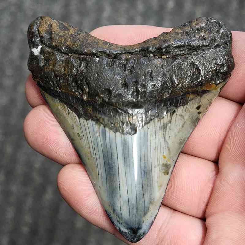 Fossil Polished Megalodon Shark Tooth - STPOL3-06