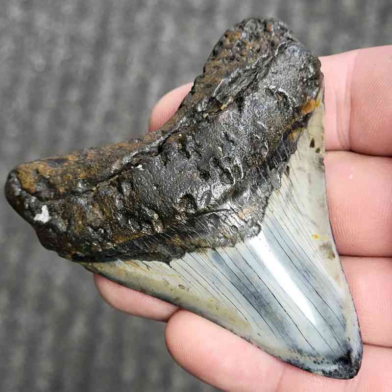 Fossil Polished Megalodon Shark Tooth - STPOL3-06 - Image 2