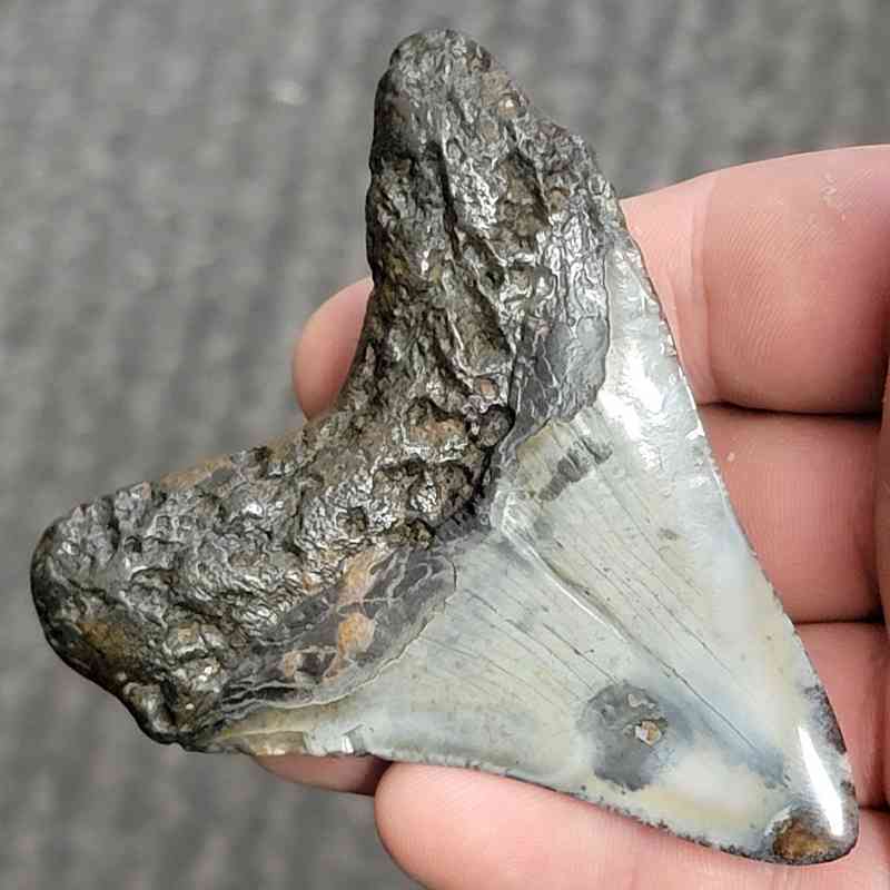 Fossil Polished Megalodon Shark Tooth - STPOL3-06 - Image 3