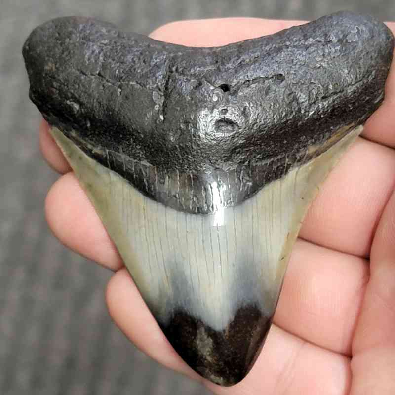 Fossil Polished Megalodon Shark Tooth - STPOL3-19