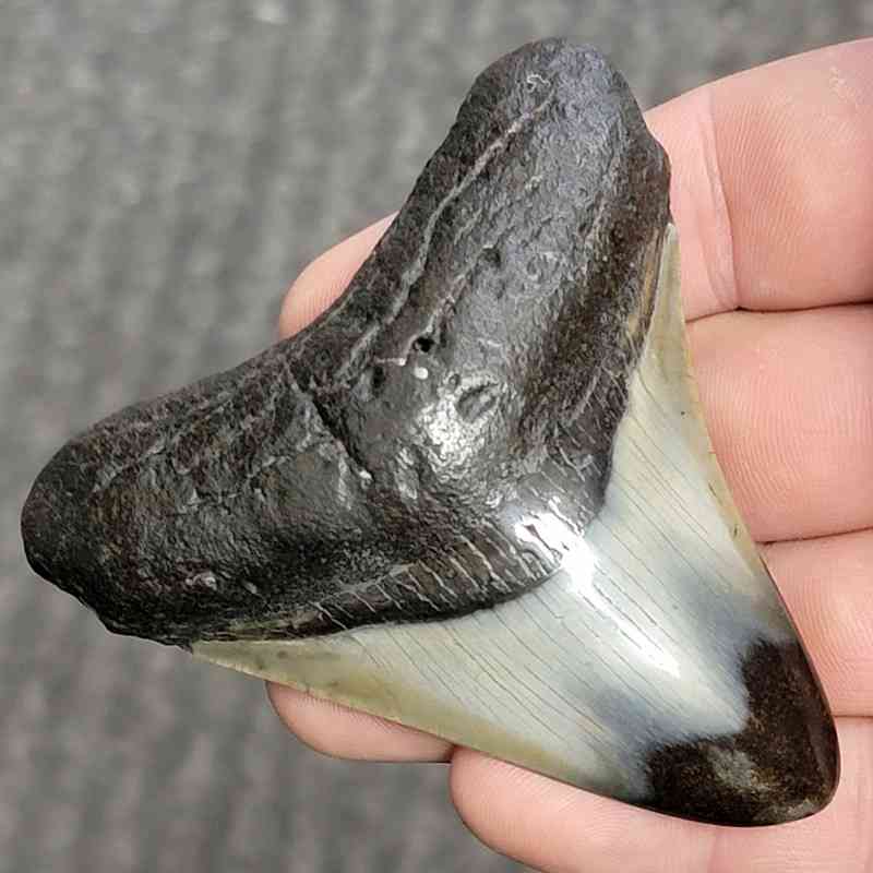 Fossil Polished Megalodon Shark Tooth - STPOL3-19 - Image 2