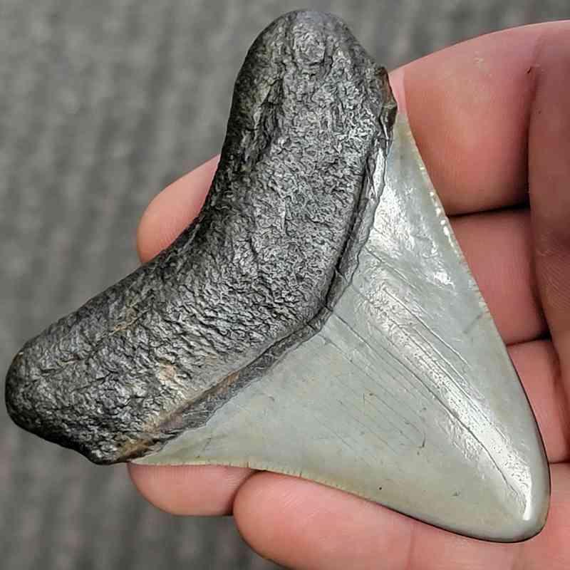 Fossil Polished Megalodon Shark Tooth - STPOL3-19 - Image 3