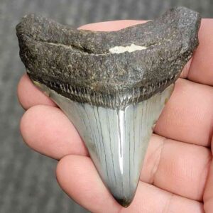 Fossil Polished Megalodon Shark Tooth - STPOL3-24