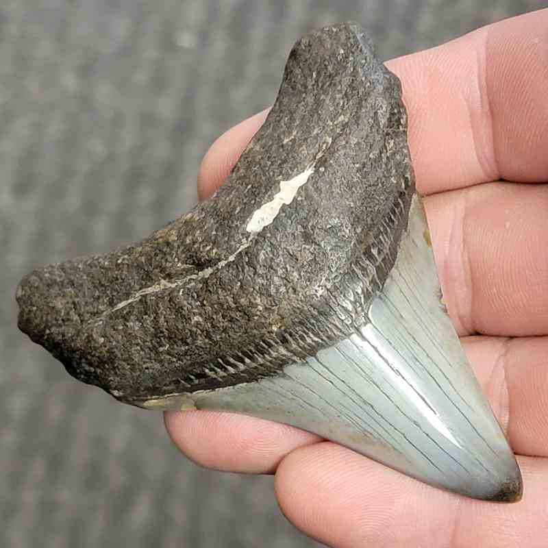 Fossil Polished Megalodon Shark Tooth - STPOL3-24 - Image 2
