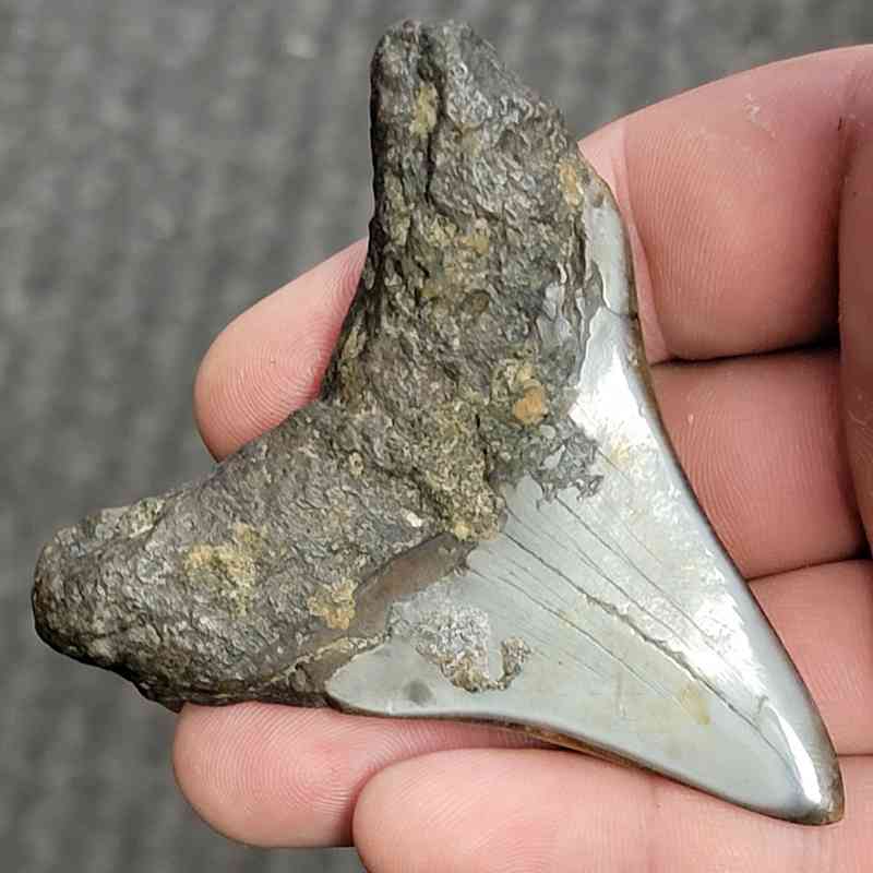 Fossil Polished Megalodon Shark Tooth - STPOL3-24 - Image 3