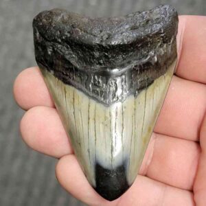 Fossil Polished Megalodon Shark Tooth - STPOL3-57