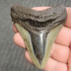 Fossil Polished Megalodon Shark Tooth - STPOL3-67
