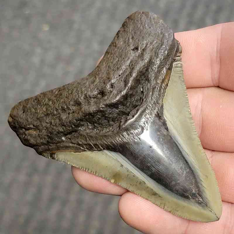 Fossil Polished Megalodon Shark Tooth - STPOL3-67 - Image 2