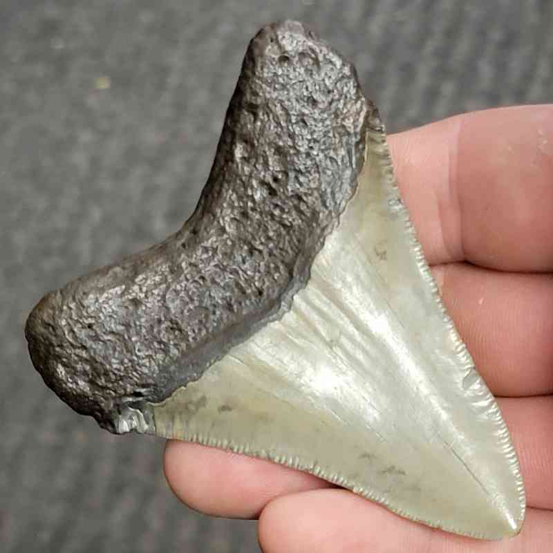 Fossil Polished Megalodon Shark Tooth - STPOL3-67 - Image 3