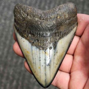 Fossil Polished Megalodon Shark Tooth - STPOL3.5-25