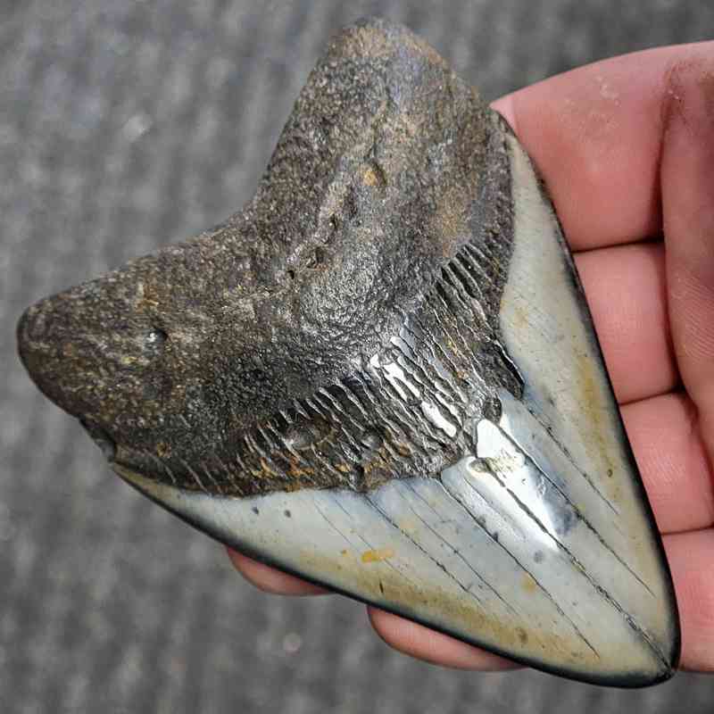 Fossil Polished Megalodon Shark Tooth - STPOL3.5-25 - Image 2