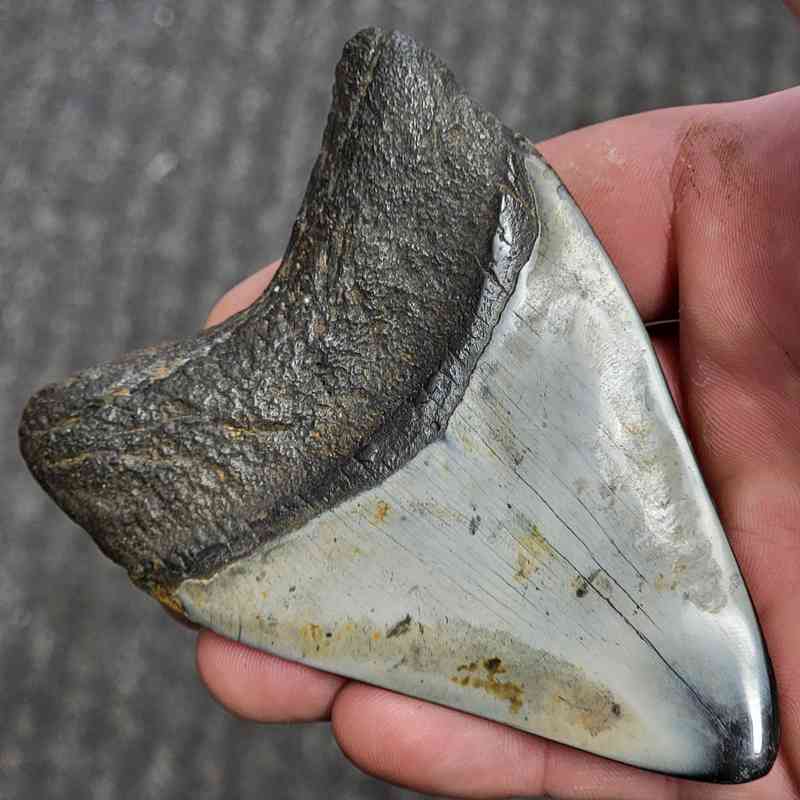 Fossil Polished Megalodon Shark Tooth - STPOL3.5-25 - Image 3