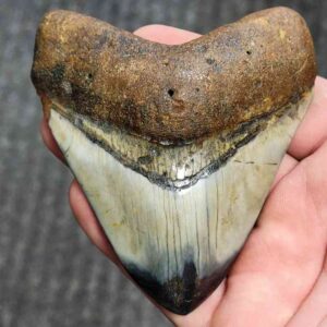 Fossil Polished Megalodon Shark Tooth - STPOL3.5-27
