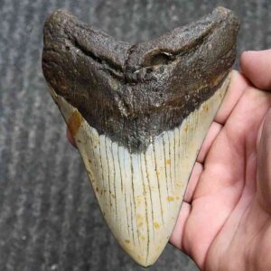 Fossil Polished Megalodon Shark Tooth - STPOL5-01