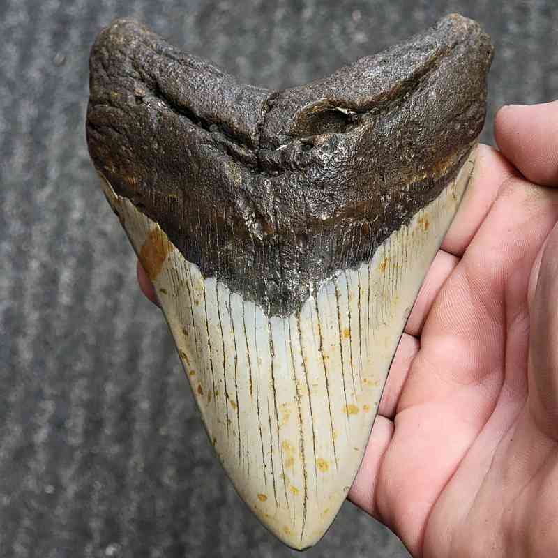 Fossil Polished Megalodon Shark Tooth - STPOL5-01