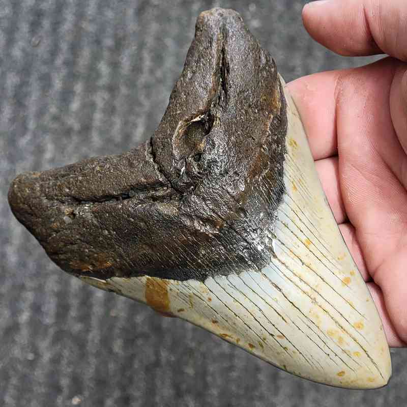 Fossil Polished Megalodon Shark Tooth - STPOL5-01 - Image 2