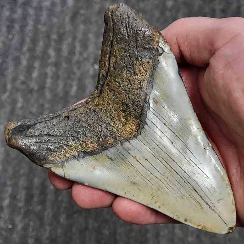Fossil Polished Megalodon Shark Tooth - STPOL5-01 - Image 3