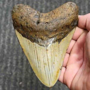 Fossil Polished Megalodon Shark Tooth - STPOL5-19