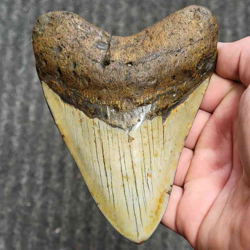 Fossil Polished Megalodon Shark Tooth - STPOL5-19