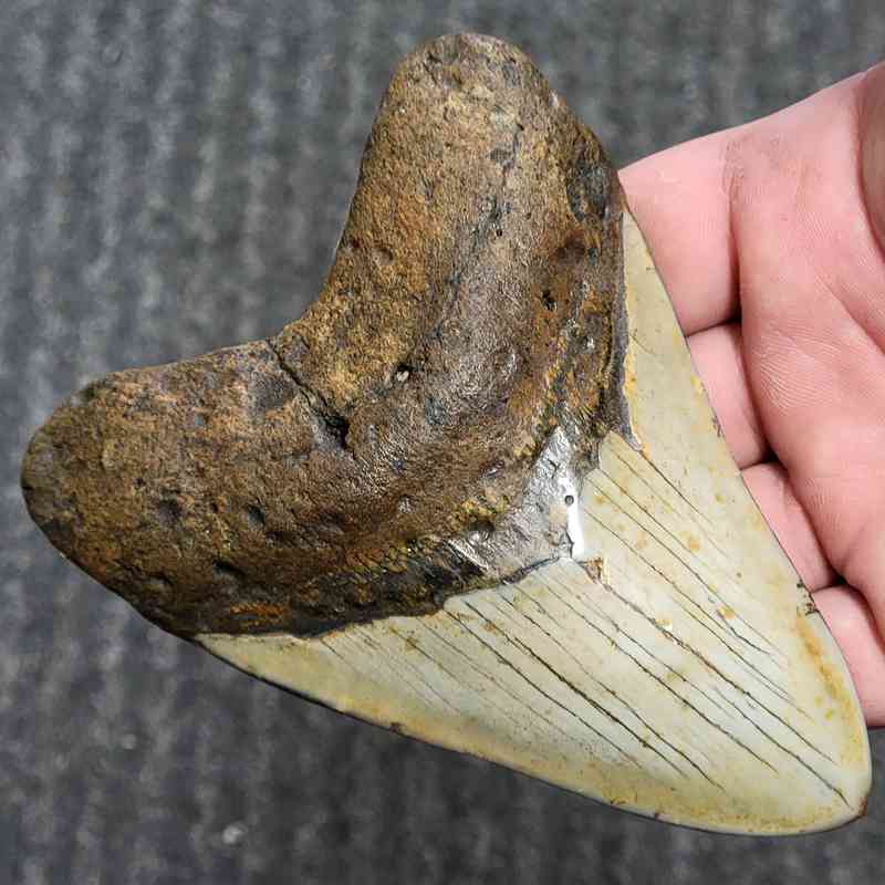 Fossil Polished Megalodon Shark Tooth - STPOL5-19 - Image 2