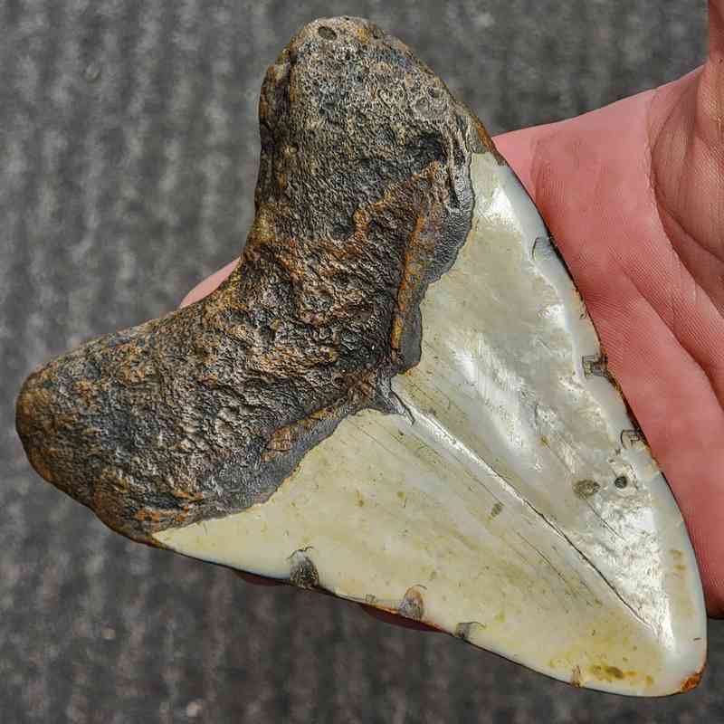 Fossil Polished Megalodon Shark Tooth - STPOL5-19 - Image 3
