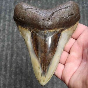 Fossil Polished Megalodon Shark Tooth - STPOL5-24