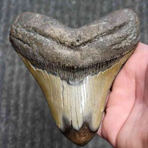Fossil Polished Megalodon Shark Tooth - STPOL5-26